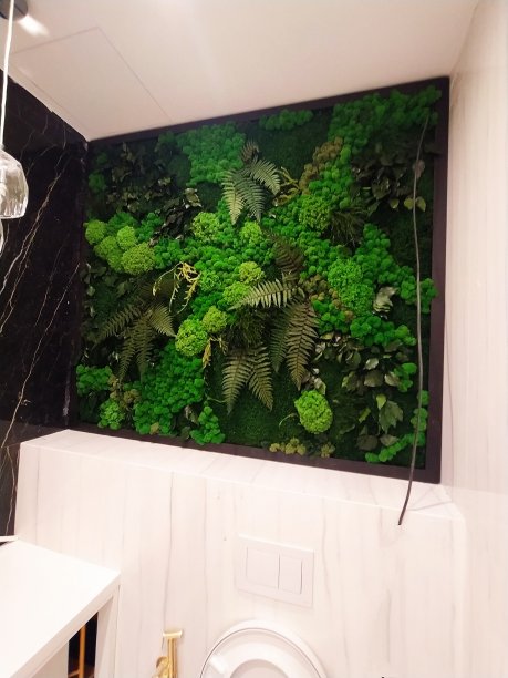 黑色画框内装饰稳定的苔藓图片下载