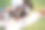 快乐的印度家庭与孩子在城市公园户外绘画-关注母亲的脸图片下载