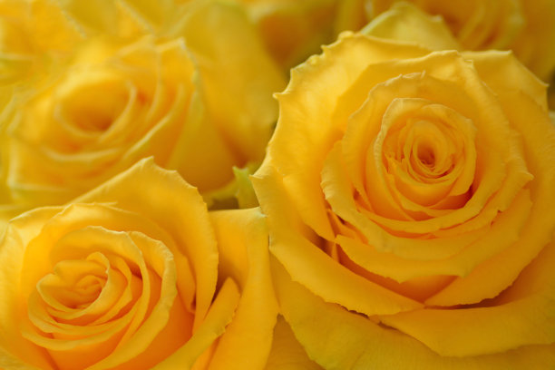 黄玫瑰图片下载