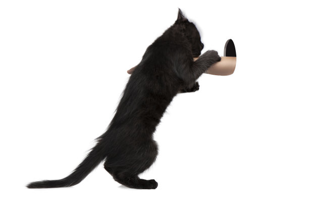 好奇的黑猫图片下载