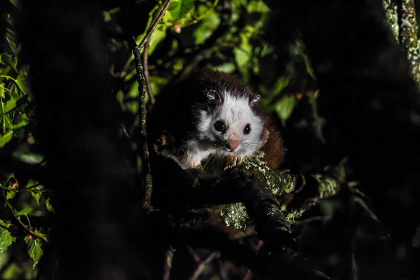 台湾巨型飞鼠的肖像图片下载