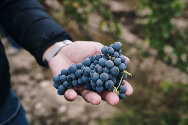 在宁夏银川酿造的中国葡萄酒中，葡萄在收获的时候，手拿并切割图片下载