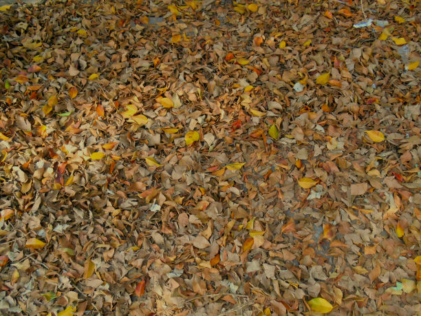 铺着干树叶的人行道图片下载