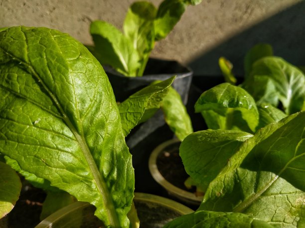 新鲜的芥末种子图片下载