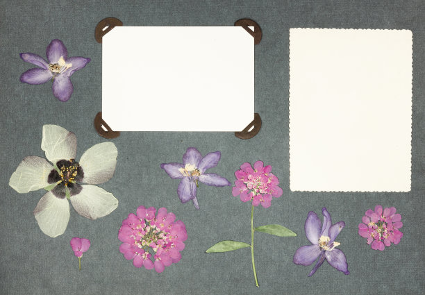 旧相册里的一页。压干的花朵。剪贴簿元素用树叶、花朵和花瓣装饰花朵。为了卡片，邀请和祝贺。用于剪贴簿，问候图片下载