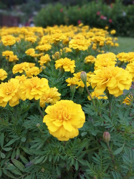 万寿菊也叫万寿菊图片下载