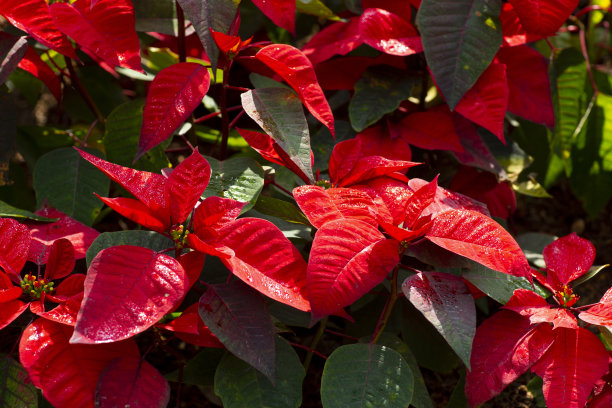 美丽的圣诞花，为花的背景图片下载