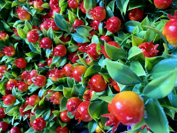 圣诞节的背景。红色浆果图片下载