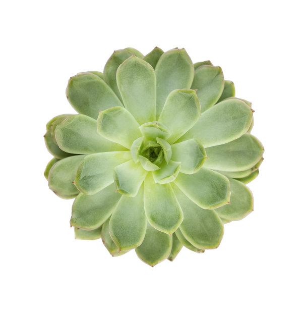 在白色背景上分离的多肉月牙花。图片下载