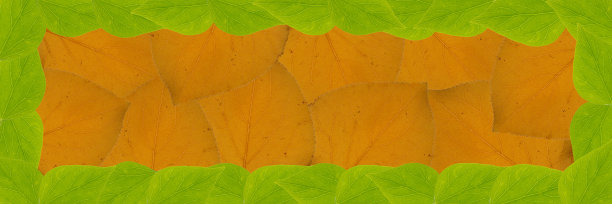 绿叶与秋叶的背景图片下载