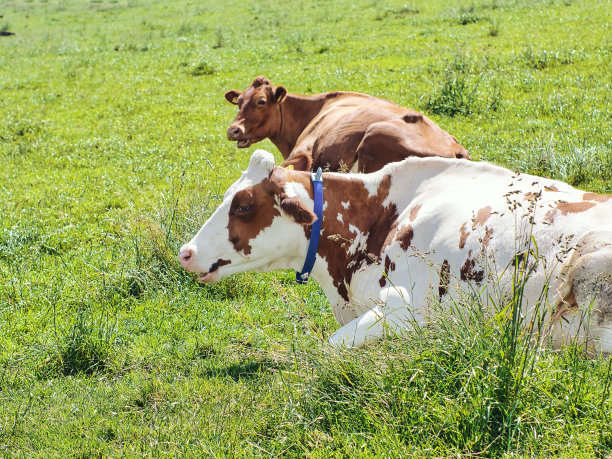 两头牛躺在草地上，反刍着食物图片下载