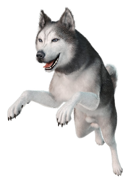 3D插图西伯利亚哈士奇在白色图片下载