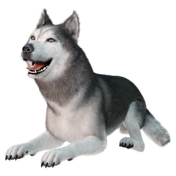 3D插图西伯利亚哈士奇在白色图片下载