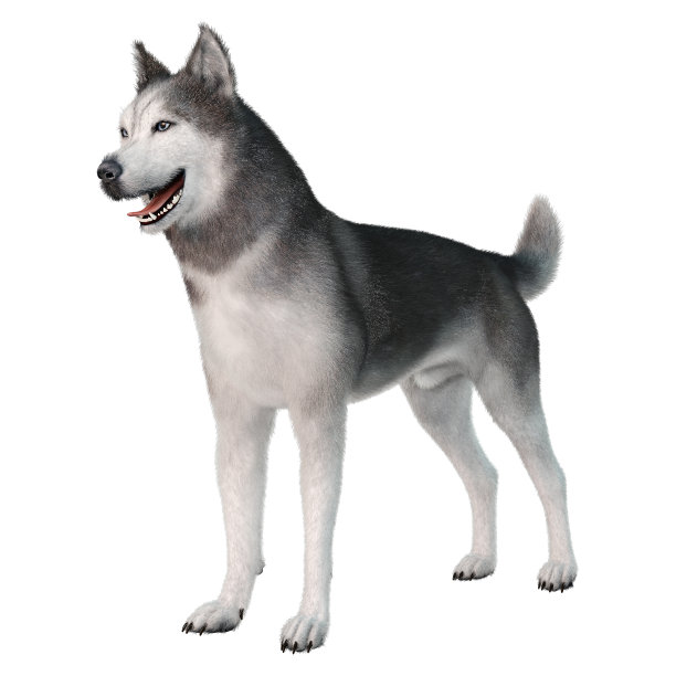 3D插图西伯利亚哈士奇在白色图片下载