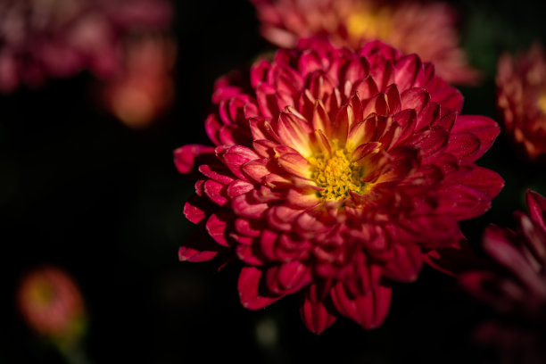 公园里有各种各样的菊花图片下载