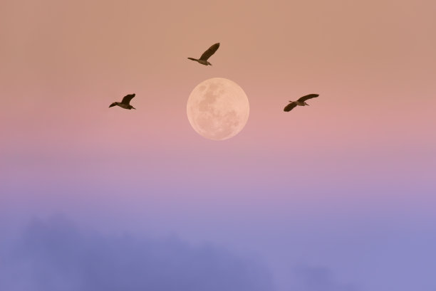 满月，天上有鸟。图片下载