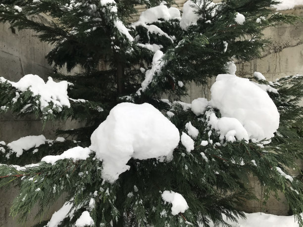 冬天树枝被雪覆盖图片下载