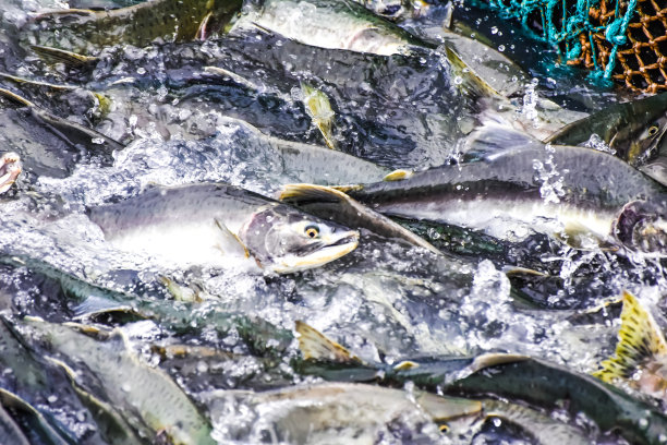 阿拉斯加瓦尔迪兹的鲑鱼产卵图片下载