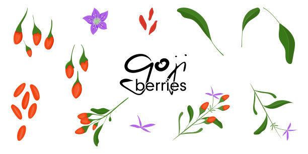 枸杞浆果植物彩色插图集。向量。图片下载