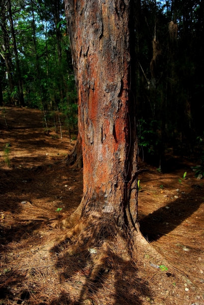 清晨阳光在松树上的影子图片下载