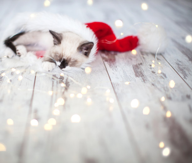 小猫戴着圣诞帽睡觉图片下载