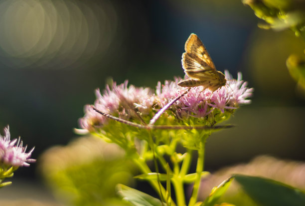 在阳光明媚的日子里，蝴蝶在一种花上图片下载