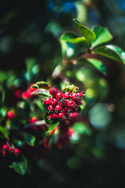 彩色的树图片下载