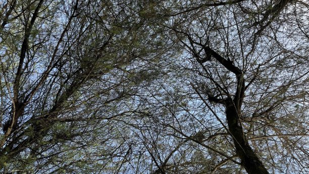 森林里的松树图片下载