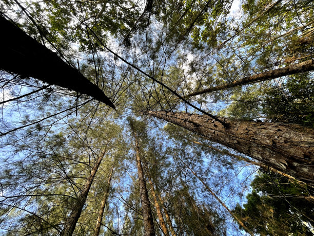 森林里的松树图片下载