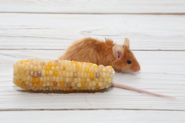 长毛红缎装饰小老鼠。家养动物，有趣的宠物。可爱的老鼠。白色背景上的红老鼠。装饰缎子鼠崽子。微距照片的老鼠，宠物与黄色玉米。安哥拉鼠标图片下载