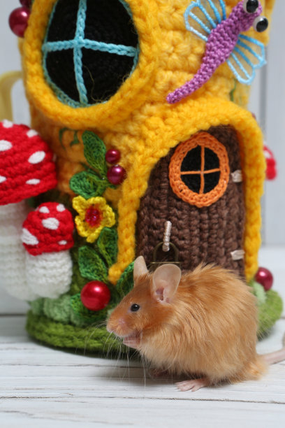 长毛红缎装饰小老鼠。家养动物，有趣的宠物。可爱的老鼠。白色背景上的红老鼠。装饰缎子鼠崽子。鼠标微距照片图片下载