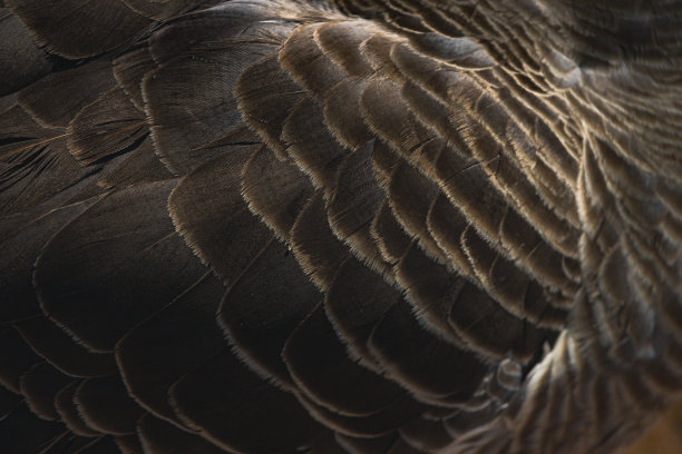 选择性聚焦棕色羽毛纹理的自然图案。图片下载