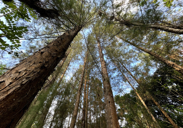 森林里的松树图片下载