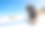 雪地里的意大利牧羊犬图片下载