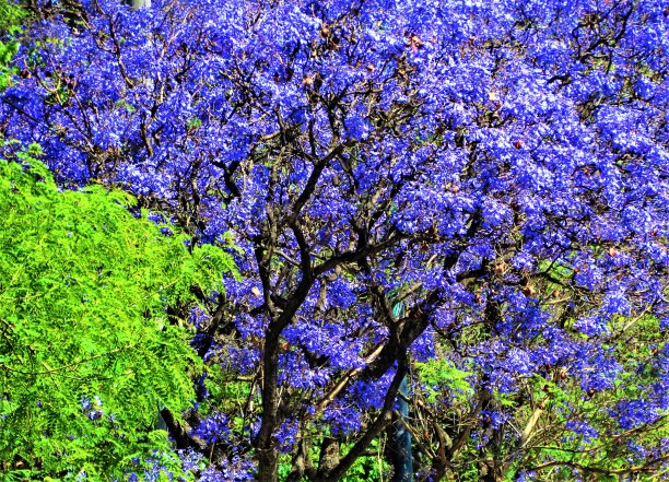 蓝花楹开花树。图片下载