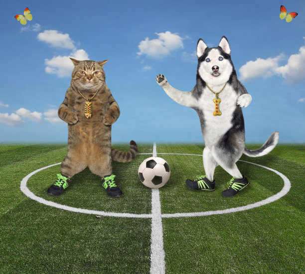 猫和狗哈士奇踢足球图片下载