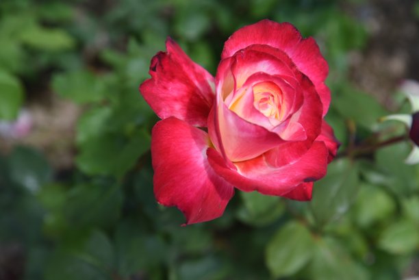 一个玫瑰图片下载