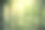 夏日里，阳光透过山上的树叶。意大利白桦树公园的美丽自然景观。背景图片与树枝和树叶。自然，污染，气候概念。图片下载