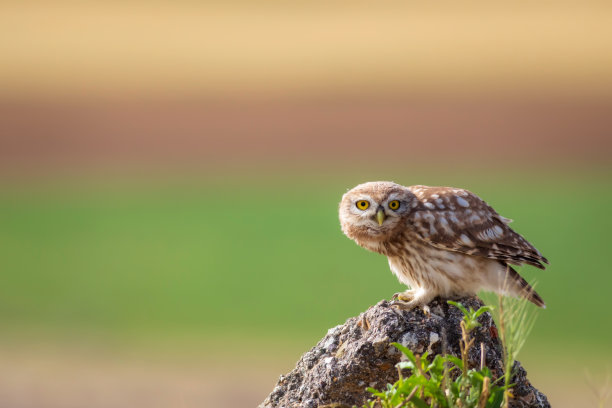小猫头鹰。色彩斑斓的自然背景。雅典娜夜蛾属。图片下载