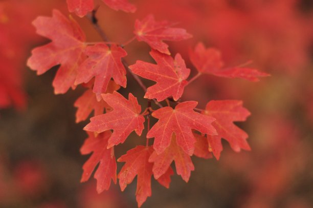 充满活力的秋天树叶图片下载