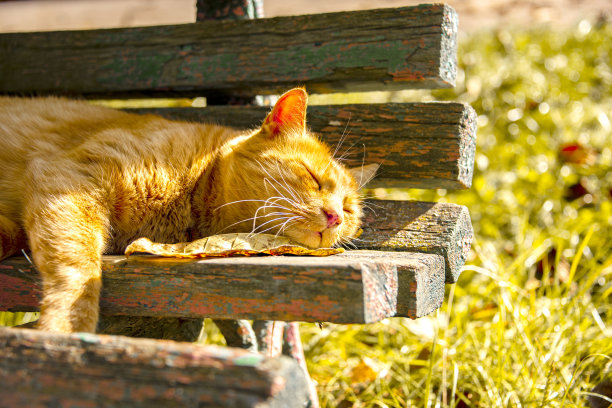 有趣的红头发姜猫在草地秋天照片室外图片下载
