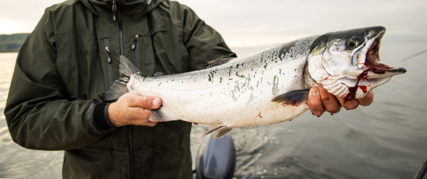 华盛顿州普吉特湾一渔民捕获的新鲜银鲑鱼图片下载