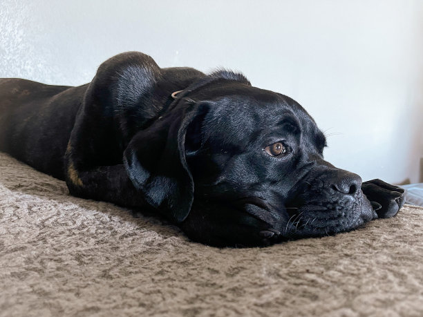 坎科索，意大利獒图片下载