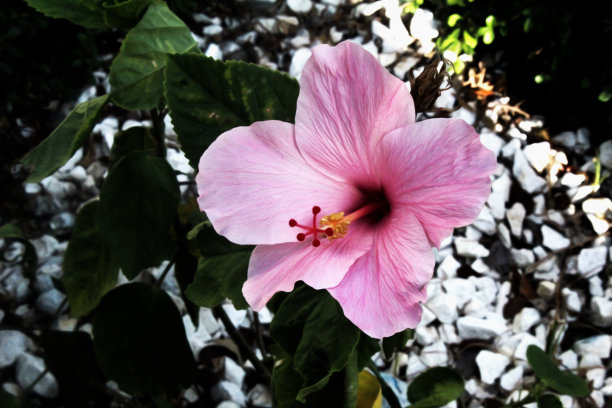 粉红色的喜悦我图片下载