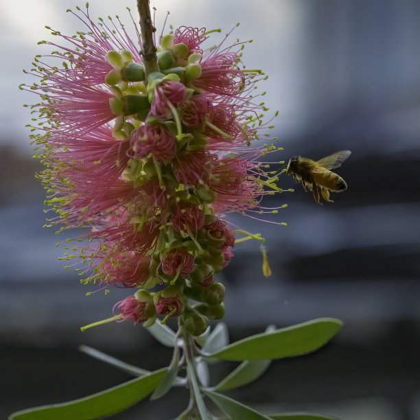 蜜蜂和瓶子近距离接触图片下载