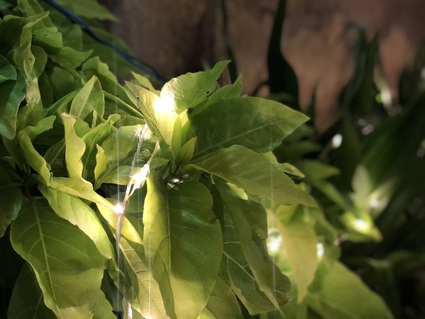 无法形容的爱图片下载