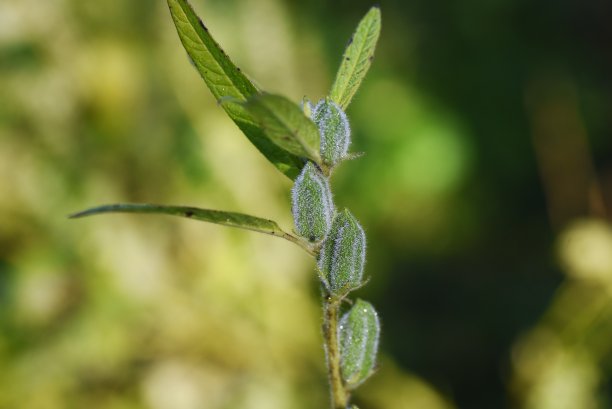 芝麻栽培。图片下载