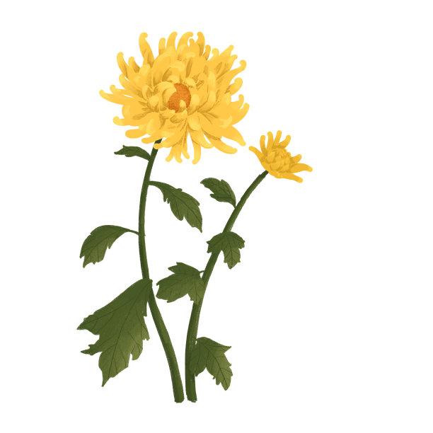 重阳节写实菊花素材图片