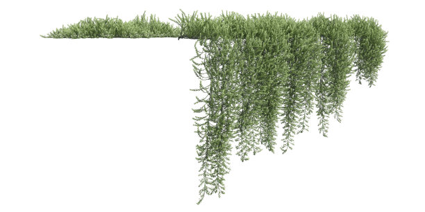 攀缘植物爬行者隔离在白色背景3d插图图片下载