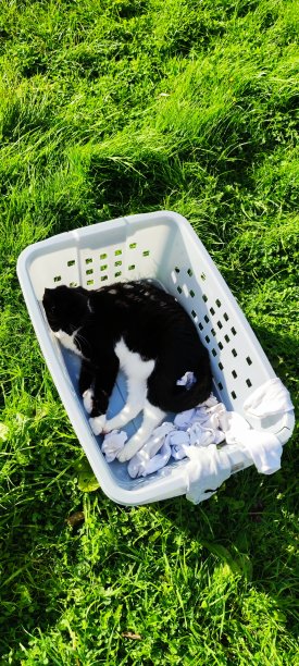 猫在洗衣房图片下载